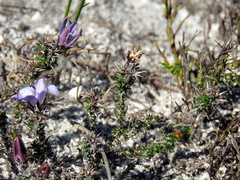 Roella prostrata