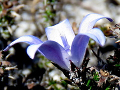 Roella prostrata