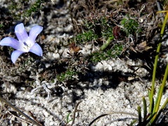 Roella prostrata