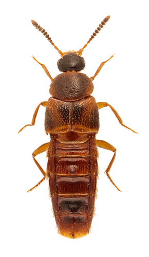 Hoplandria lateralis
