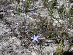 Roella prostrata
