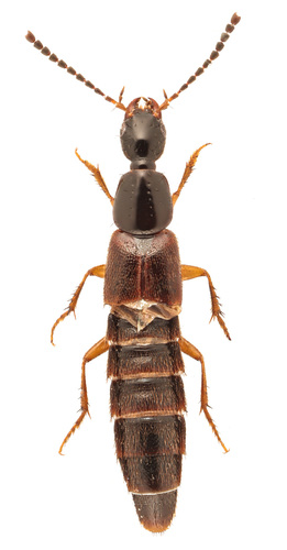 Philonthus aequalis