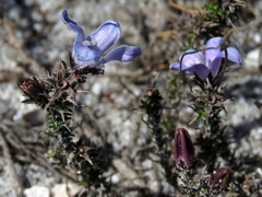 Roella prostrata