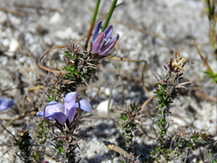 Roella prostrata