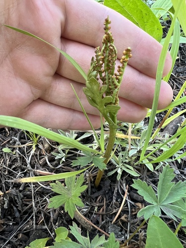 western moonwort (Botrychium hesperium)