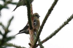 Loxia leucoptera image