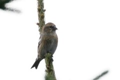 Loxia leucoptera image