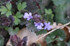 Glechoma hederacea