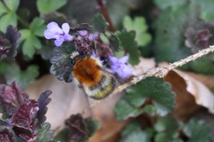Bombus pascuorum