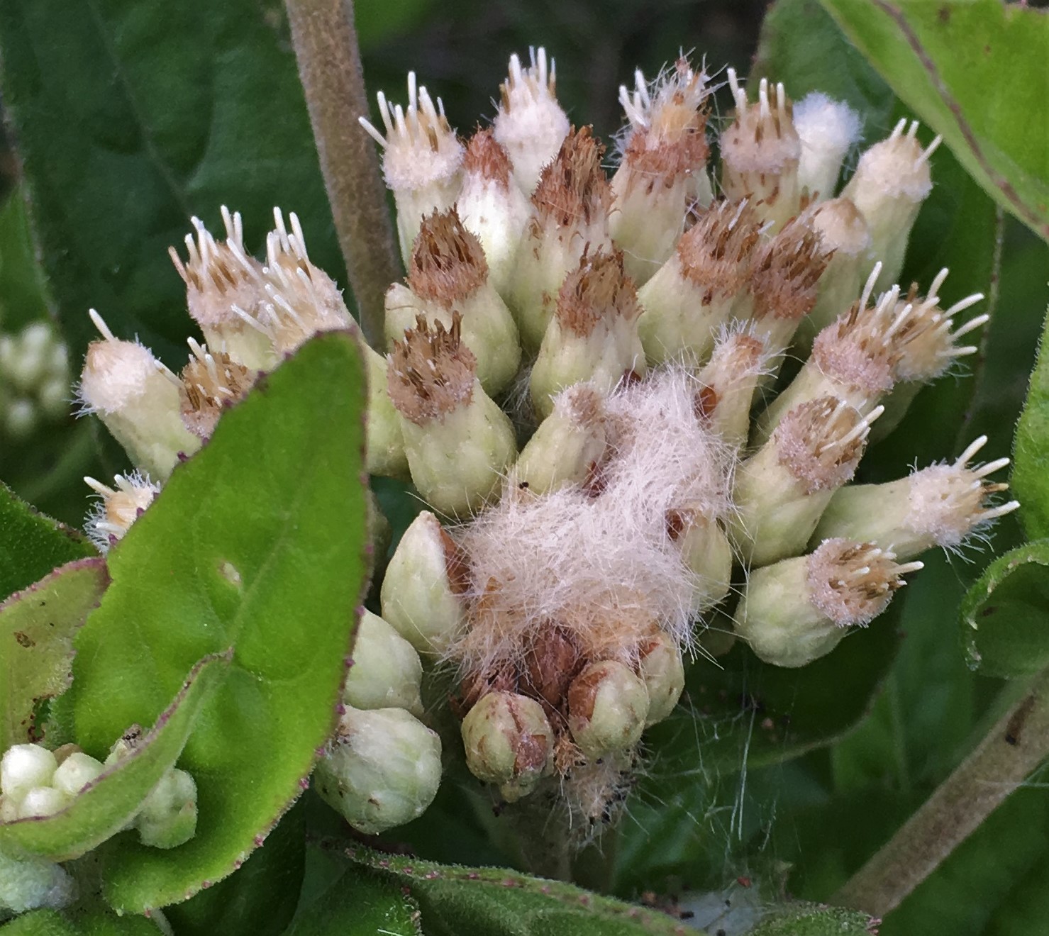 Pluchea longifolia