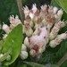 Pluchea longifolia - Photo (c) Eric M Powell, alguns direitos reservados (CC BY-NC), uploaded by Eric M Powell