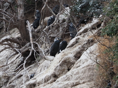 Phalacrocorax capillatus