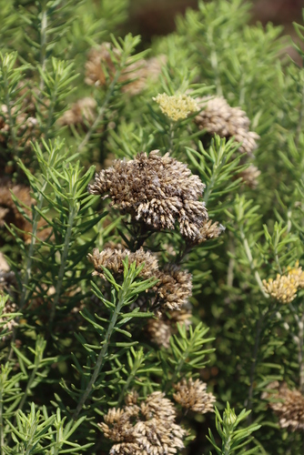 Image of Helichrysum kraussii by (c) Tony Rebelo, some rights reserved (CC BY-SA)