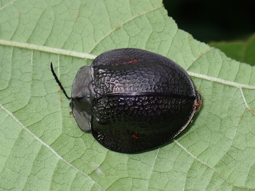 Goniochenia haroldi