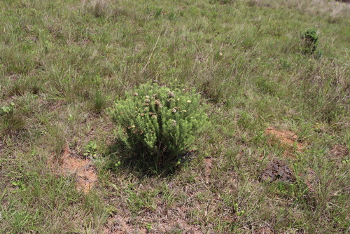 Image of Helichrysum kraussii by (c) Tony Rebelo, some rights reserved (CC BY-SA)