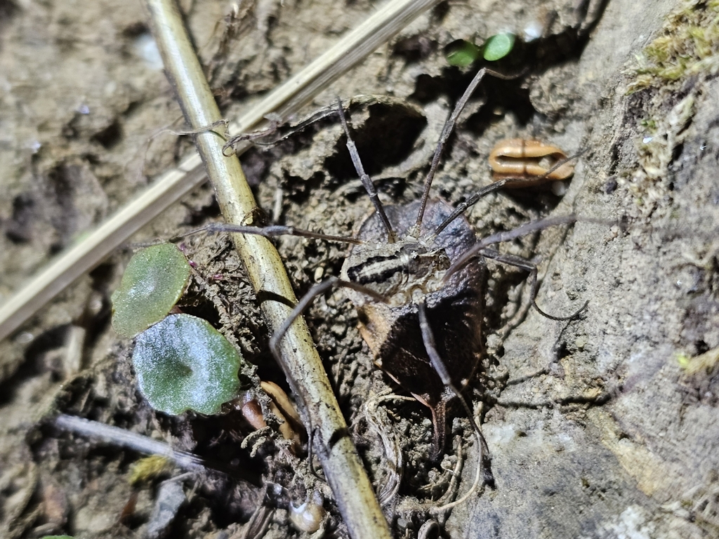 Odiellus seoanei