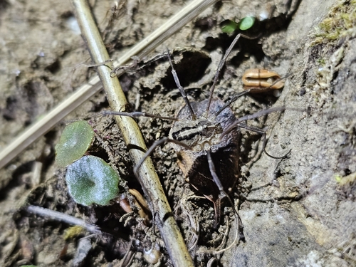 Odiellus seoanei