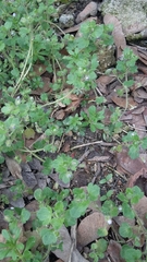 Veronica hederifolia