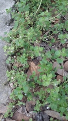 Veronica hederifolia