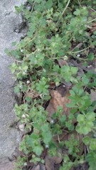 Veronica hederifolia