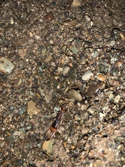 Labidura riparia