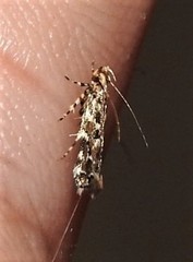 Otonoma anemois