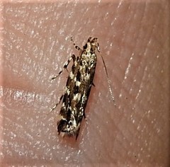 Otonoma anemois