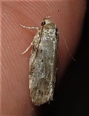 Philobota mucida