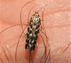 Otonoma anemois