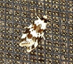 Barea euprepes