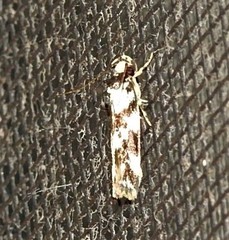 Barea euprepes
