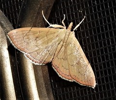 Hyalobathra crenulata