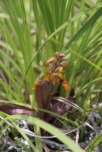 Image of Ngome Snout Orchid (Polystachya ngomensis) by (c) Tony Rebelo, some rights reserved (CC BY-SA)