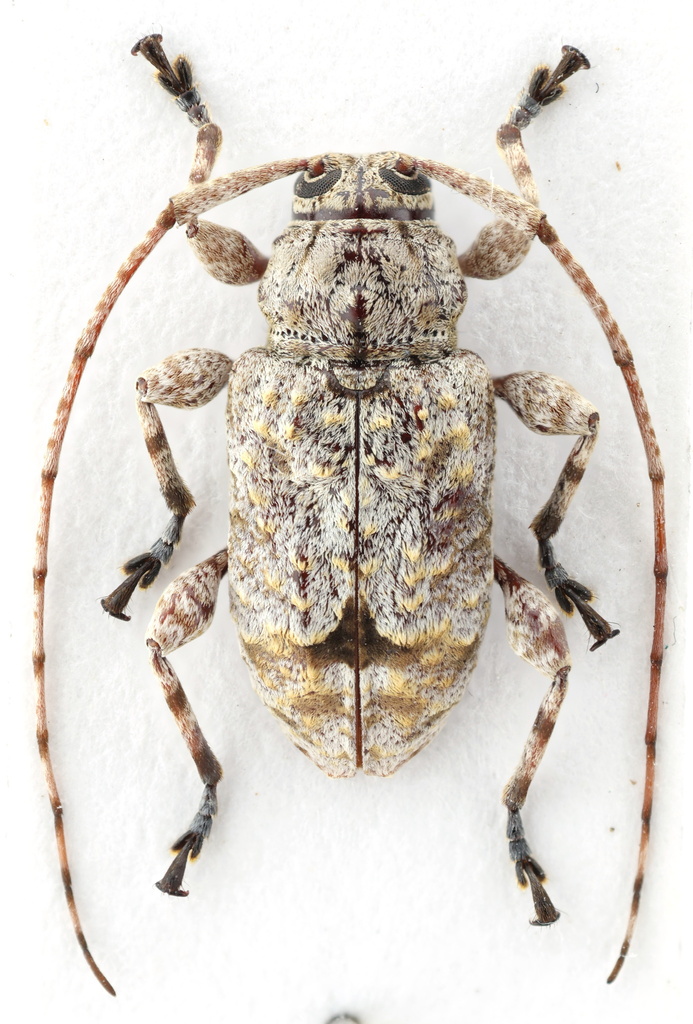 Leptostylopsis argentatus