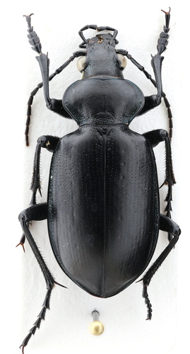 Calosoma peregrinator