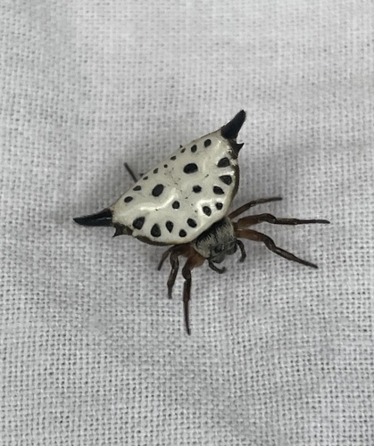 Togacantha nordviei