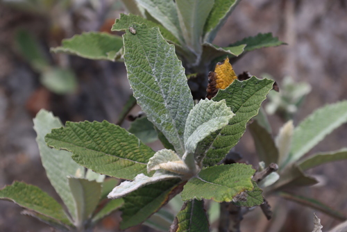 Image of Tarchonanthus trilobus by (c) Tony Rebelo, some rights reserved (CC BY-SA)