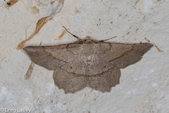 Euchlaena marginaria