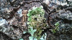 Physconia americana