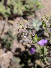 Lepidium lasiocarpum wrightii