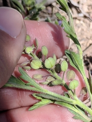 Lepidium lasiocarpum wrightii
