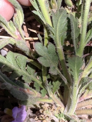 Lepidium lasiocarpum wrightii