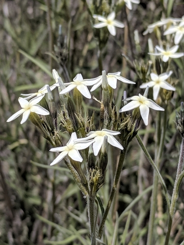Palmer's bluestar (Amsonia palmeri)