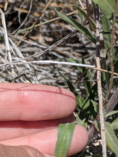 Image of Amsonia palmeri by (c) Alison Northup, some rights reserved (CC BY)