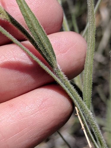 Image of Amsonia palmeri by (c) Alison Northup, some rights reserved (CC BY)