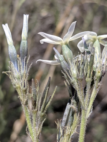 Image of Amsonia palmeri by (c) Alison Northup, some rights reserved (CC BY)