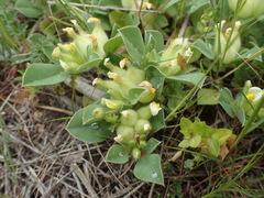 Tripodion tetraphyllum