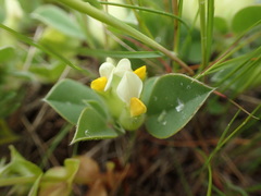 Tripodion tetraphyllum
