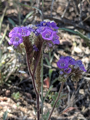 Rio Grande Phacelia (Phacelia infundibuliformis)