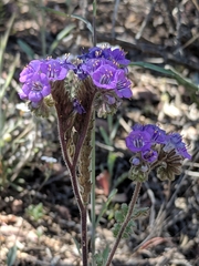 Phacelia infundibuliformis